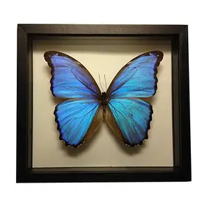 Deep Shadow Box Frame Gedroogde Vlinder Muur Gemonteerde Home Decor Groothandel Vlinder Shadow Box Frame 8*8 Vlinderframe