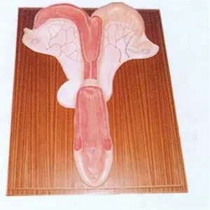 Anatomical model of hot sale plastic uterus