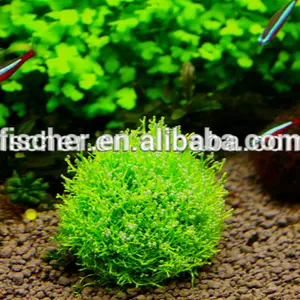 MOSS-S En Plastique De Plante D'aquarium Boule de Mousse pour Plante Réservoir Paysage