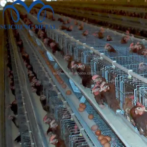 2020 שנה ישיר במפעל משלוח מדגם חם מגולוון אוטומטי ביצת משק עופות/גואנגזו עוף כלוב