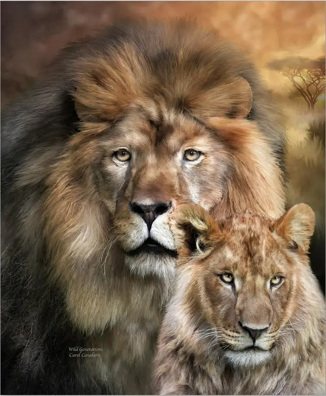 Gambar Pasangan Kekasih 3d Gambar Singa Hewan Liar