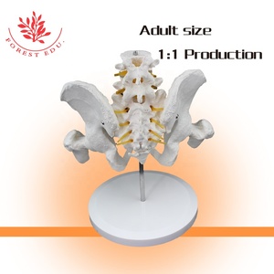 Model Pelvis Ukuran Hidup Sumber Daya Pengajaran Mencakup Dua Bagian Model Anatomi Manusia Plastik Kepala Lumbar dan Femur - Product Image 2