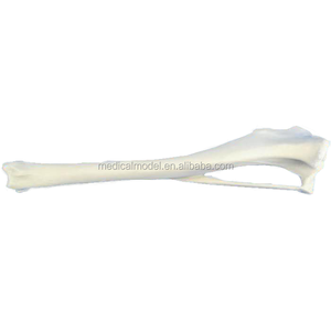 Canine/Con Chó Xương Chày Mô Hình Xương Cho Phẫu Thuật Đào Tạo - Product Image 2