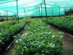 HDPE agrícola <span class=keywords><strong>sombra</strong></span> sol velas de la cortina tela de red de <span class=keywords><strong>malla</strong></span> fábrica China - Product Image 5