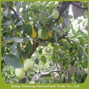 Frescos de alta calidad precio más barato manzanas verdes especiales - Product Image 2