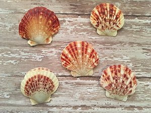 Decorazione variopinta del <span class=keywords><strong>mare</strong></span> dei magneti della decorazione domestica della spiaggia della conchiglia - Product Image 3