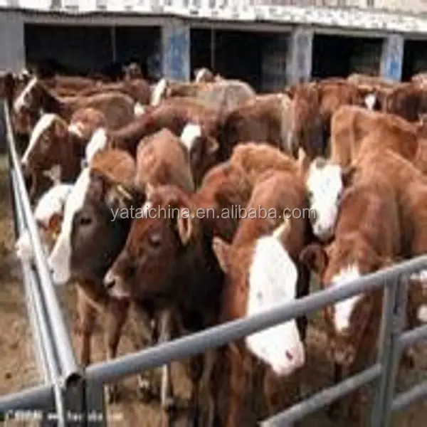 bestiame feed massa miglior feed nutrizione premix