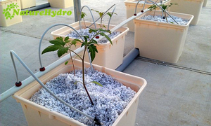Équipement d'agriculture hydroponique <span class=keywords><strong>en</strong></span> seau hollandais - Product Image 5