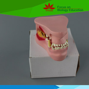 Modèle de <span class=keywords><strong>dents</strong></span> de chien, <span class=keywords><strong>dents</strong></span> en plastique, science médicale directe, usine directe - Product Image 2