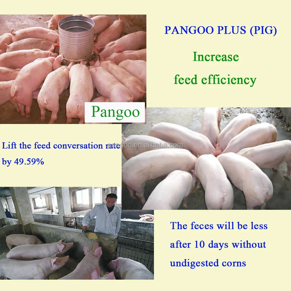 Pangoo biologique additifs alimentaires rendement bactéries spéciales pour les porcs et les porcs d'engraissement