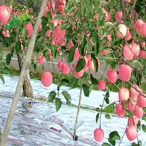 Cubierta de suelo de árbol de manzana, película de Mulch reflectante, 20 micras, plata, PE, Control de maleza