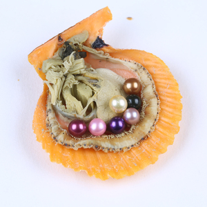 Grande <span class=keywords><strong>perla</strong></span> regalo per feste conchiglia ostrica rossa acqua salata <span class=keywords><strong>con</strong></span> <span class=keywords><strong>perla</strong></span> 6-8mm - Product Image 4