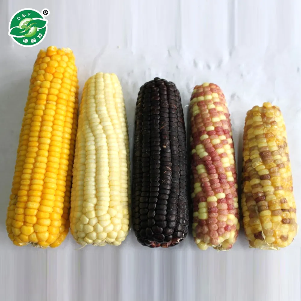 iqf frozen vaccum sweet corn on cobs with good price frozen sweet corn