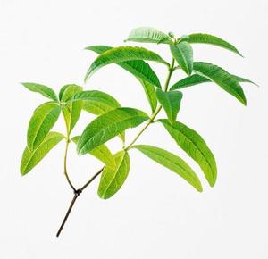 Vente flash : Feuilles de <span class=keywords><strong>verveine</strong></span> citronnée séchées naturelles en vrac pour le thé en Chine - Product Image 3