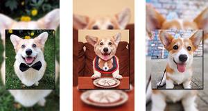 Equipo veterinario para animales grandes, MACY-PAN, cámara de oxígeno hiperbábico 1.4ATA - Product Image 6