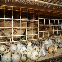 Cages à cailles entièrement automatisées à étages pour l'élevage à grande échelle en Chine