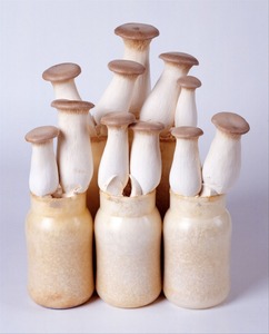 Detan Frais <span class=keywords><strong>Pleurotus</strong></span> <span class=keywords><strong>Eryngii</strong></span> Champignons - Product Image 2