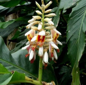 Migliore qualità Alpinia radici per la vendita online Alpinia officinarum prezzo a buon mercato - Product Image 2