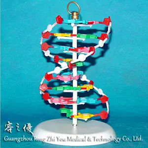 R180107 उच्च गुणवत्ता चिकित्सा अनुसंधान मानव डीएनए मॉडल