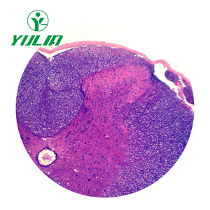 Mejor <span class=keywords><strong>Precio</strong></span> en Cordón Espinal T.S. Diapositivas de Histología Preparadas para Fines Educativos, Regalos de Biología para Adultos y Niños - Product Image 4