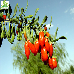 <span class=keywords><strong>Goji</strong></span> Wolfberry Natural Qinghai Famosas <span class=keywords><strong>Goji</strong></span> Berry Secas - Product Image 5