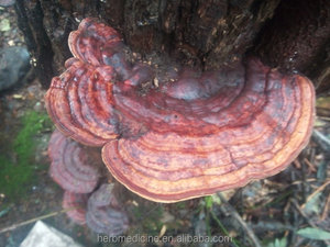 Trametes robiniophila Murr, seta seca, Natural, para la salud, alimentos - Product Image 5