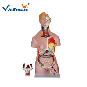 Tıp bilimi yüksek kaliteli 85cm tıbbi kukla iç organları İnsan vücut insan torso modeli tıbbi anatomik model