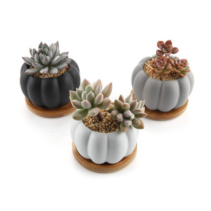 Maceta de cerámica <span class=keywords><strong>con</strong></span> bandeja de bambú para <span class=keywords><strong>suculentas</strong></span>, diseño de calabaza moderno - Product Image 5
