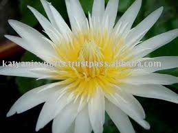 <b>Natural</b> White Lotus Absolute 100% Organic <b>Best</b> Lotus Absolute - Product Image 3