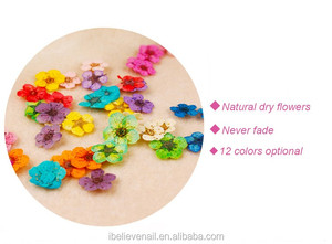 Naturale di Arte Del Chiodo di 12 Colori Decorazione di Fiori Secchi - Product Image 3