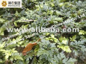 Средства защиты от национальных географических указаний Shizhu Coptis - Product Image 1