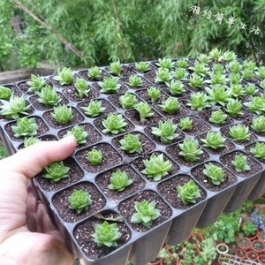 Bandeja de germinación para plantas, vegetales de jardín y flores, con 32/50/72/98/105/128/162/200 celdas de agujeros profundos para el cultivo de plántulas - Product Image 4