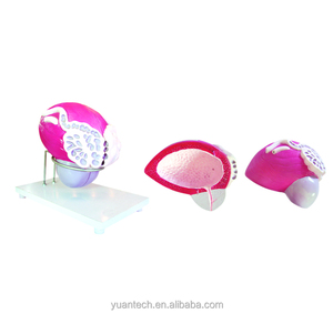 Mở rộng Nhựa Bàng Quang và Tuyến Tiền Liệt Giải Phẫu Mô Hình Cấu Trúc, hệ thống tiết niệu mô hình - Product Image 2