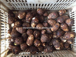 Trung quốc lớn tươi khoai môn gốc - Product Image 3