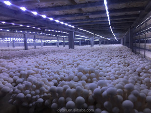Detan Brun Shimeji <span class=keywords><strong>Champignons</strong></span> <span class=keywords><strong>Kit</strong></span> de <span class=keywords><strong>Culture</strong></span> - Product Image 3