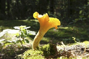 Detan Frais Chanterelles Champignons Sauvages <span class=keywords><strong>Prix</strong></span> - Product Image 2