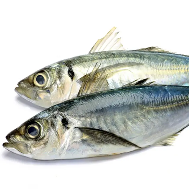 Maracujá congelado 25cm, produto do peixe do mackerel do cavalo