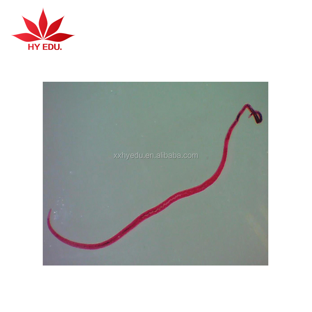 Слайды, приготовленные паразитами, стекло для паразитов, профессиональное очковое стекло, 42 вида