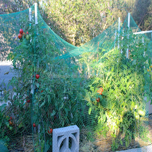 Economical Cheap Price Diamond Agriculture Anti <strong>Bird</strong> <strong>Net</strong> and <strong>Bird</strong> protection <strong>Net</strong> for Vineyard - Product Image 5