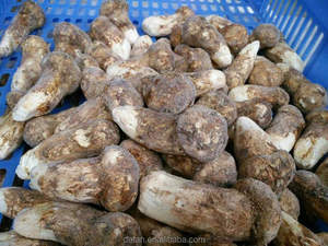 Detan precios de mercado de <span class=keywords><strong>tricholoma</strong></span> <span class=keywords><strong>matsutake</strong></span> setas compradores - Product Image 3