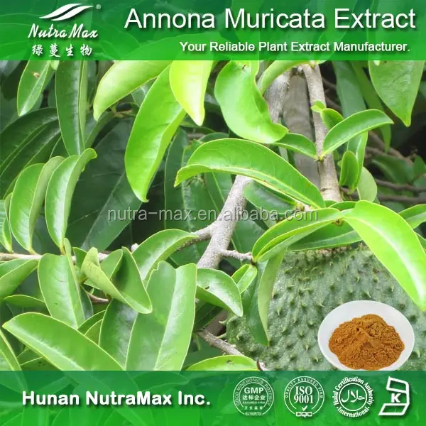 Annona Muricata Leaf Extract Powder,Annona Muricata Leaf P.E.,Annona Muricata Leaf Extract