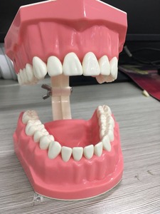Spazzolini da denti dimostrazione modello dentale per la scuola materna i bambini di vendita calda con spazzolino da denti - Product Image 4