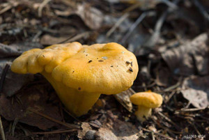 Detan Frais Sauvage Chanterelles Prix - Product Image 4