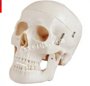 plastic human mini simulation skull dental model for medical training and teaching