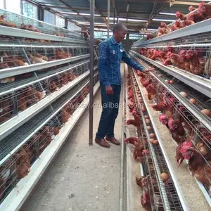 Jaula de pollo con batería a la venta en granja de Nigeria