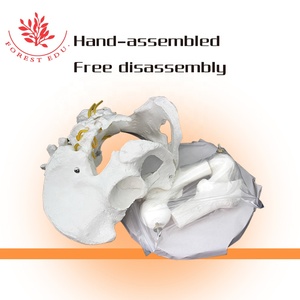 Ressources pédagogiques le modèle de bassin grandeur nature comprend deux Sections de tête lombaire et fémale modèle d'anatomie humaine en plastique - Product Image 5