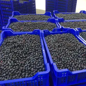 Langzeit pass ISO9001 IQF Fruit Frozen Blueberry Brands Gefrorene Blaubeere
