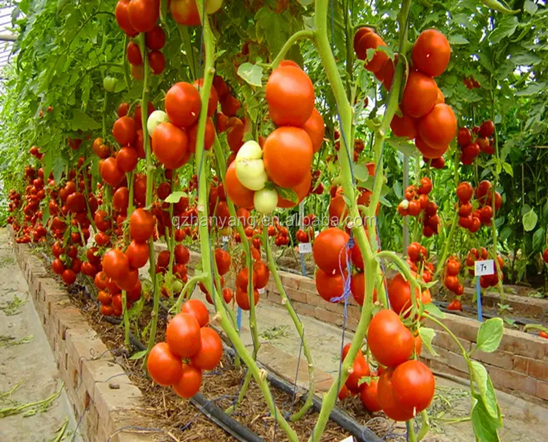 NFT idroponica fodder sistema per la pianta di pomodoro