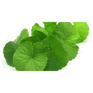 Janvi Herbs Vente en gros Huile de support Brahmi biologique de haute qualité 100% Cheveux naturels purs de qualité thérapeutique Utilisation emballage personnalisé - Product Image 4