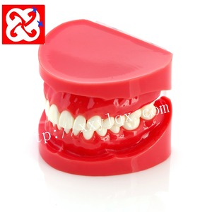 Modèle dentaire standard avec taille naturelle en rouge blanc logo OEM modèles orthodontiques modèle de prothèse dentaire - Product Image 2